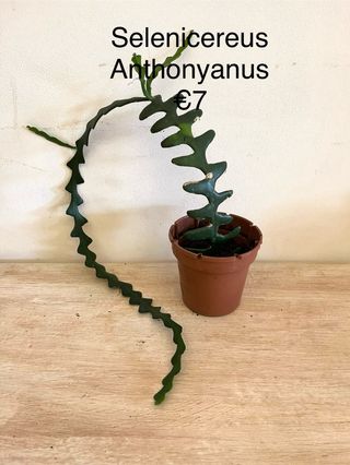 Selenicereus Anthonyanus Pianta Fiorita