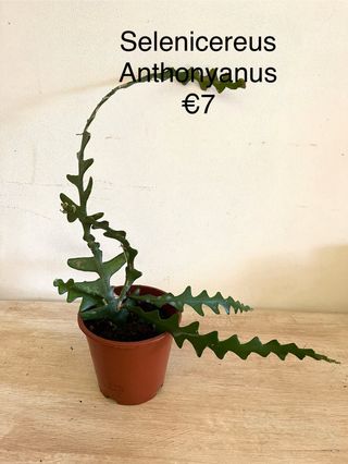 Selenicereus Anthonyanus Pianta Fiorita