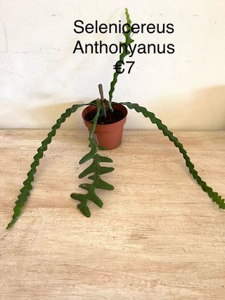 Selenicereus Anthonyanus Pianta Fiorita