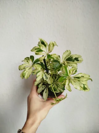 Schefflera Arboricola Variegada Planta