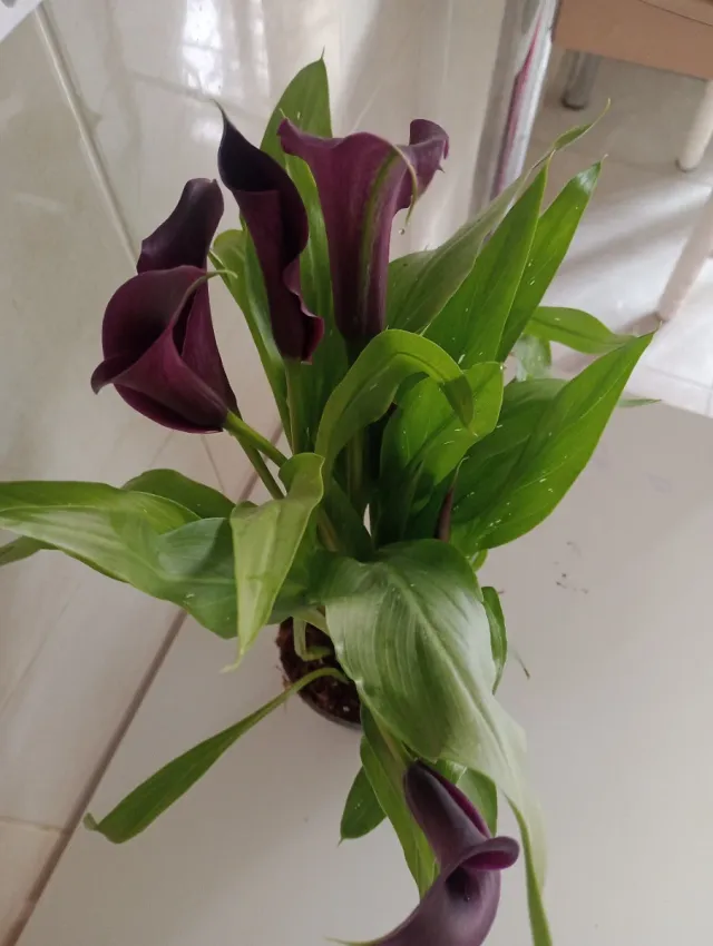 CALA NATURAL CON FLORES MORADAS,