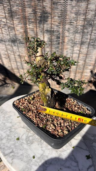 PRE BONSAI MIRTO TARANTINO HOJA DIMINUTA