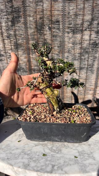 PRE BONSAI MIRTO TARANTINO HOJA DIMINUTA