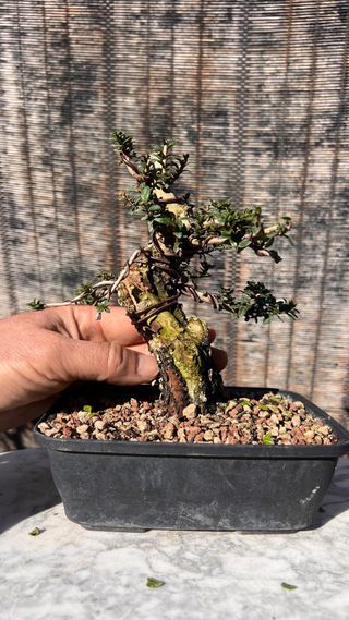 PRE BONSAI MIRTO TARANTINO HOJA DIMINUTA