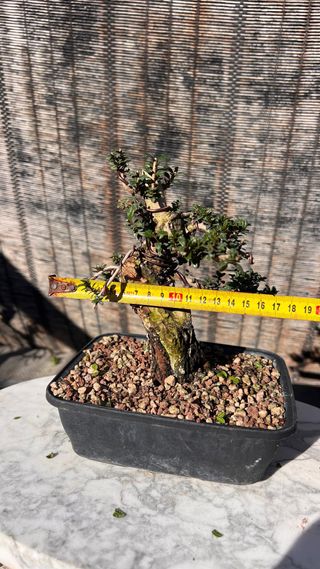 PRE BONSAI MIRTO TARANTINO HOJA DIMINUTA