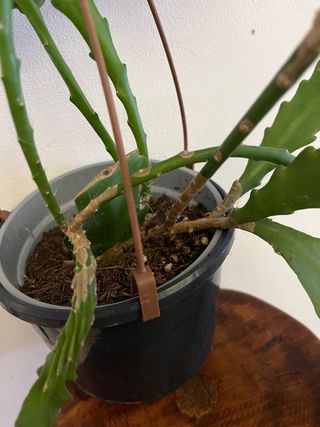 Epiphyllum rosso fiore rosso