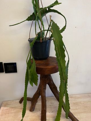 Epiphyllum rosso fiore rosso