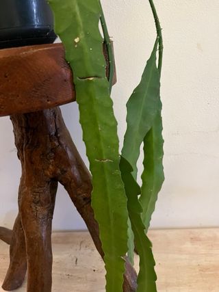 Epiphyllum rosso fiore rosso