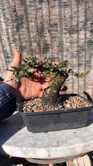 PRE BONSAI MIRTO TARANTINO HOJA DIMINUTA