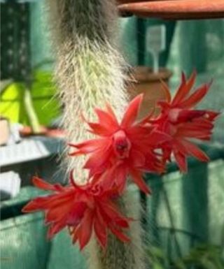 Cactus Coda di Scimmia Rosso