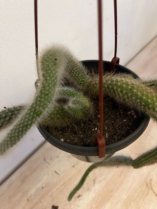Cactus Coda di Scimmia Rosso