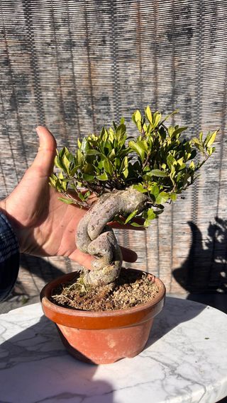 BONSAI GARDENIA JAZMINOIDE JAPON