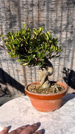 BONSAI GARDENIA JAZMINOIDE JAPON