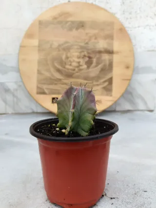 Stenocereus pruinosus