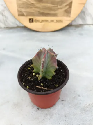 Stenocereus pruinosus