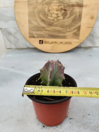 Stenocereus pruinosus