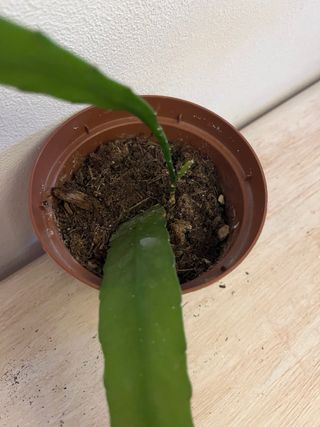 Epiphyllum Rosa - Fiore Splendido