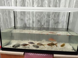 Pecera con piedras blancas