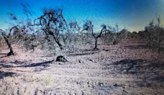 Parcela de olivos secano en Albaida del Aljarafe
