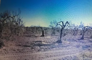 Parcela de olivos secano en Albaida del Aljarafe