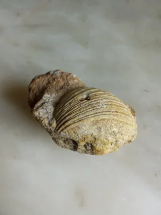 Fósil de concha marina