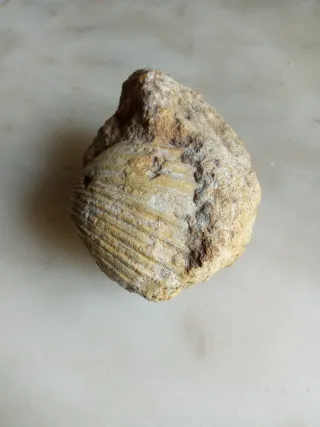 Fósil de concha marina