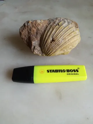Fósil de concha marina