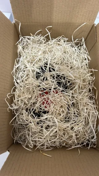 Regalo San Valentín ❤️ Figura Chibi 3D Amor Oscuro