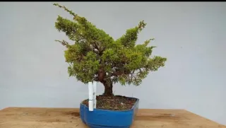 Bonsái Junípero Chinensis