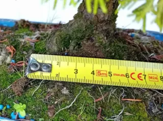 Bonsái Junípero Chinensis