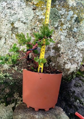 Junípero Procumbens Nana Bonsái