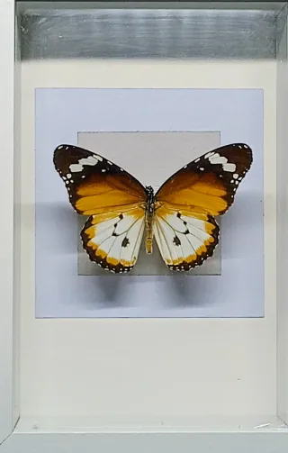 Quadro Tassidermia Farfalla