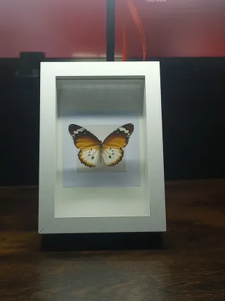 Quadro Tassidermia Farfalla