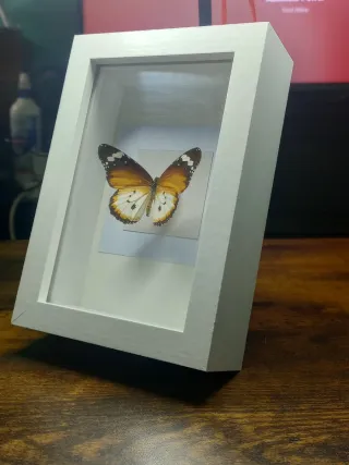 Quadro Tassidermia Farfalla