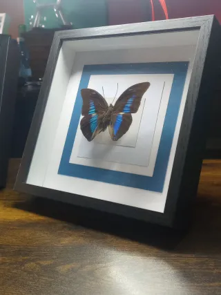 Tassidermia Farfalla Cornice Decorativa