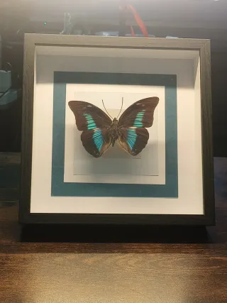 Tassidermia Farfalla Cornice Decorativa