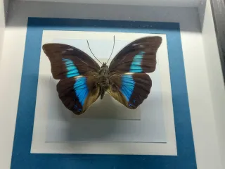 Tassidermia Farfalla Cornice Decorativa