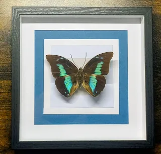 Tassidermia Farfalla Cornice Decorativa