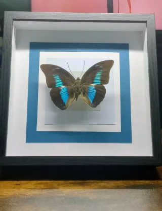 Tassidermia Farfalla Cornice Decorativa