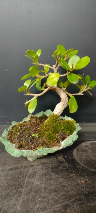 Bonsai Ficus Retusa