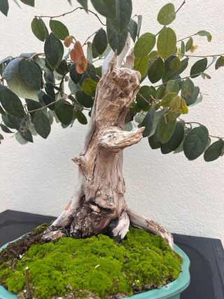 Loropetalum Bonsai