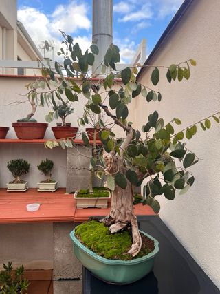 Loropetalum Bonsai