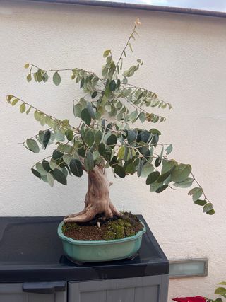 Loropetalum Bonsai