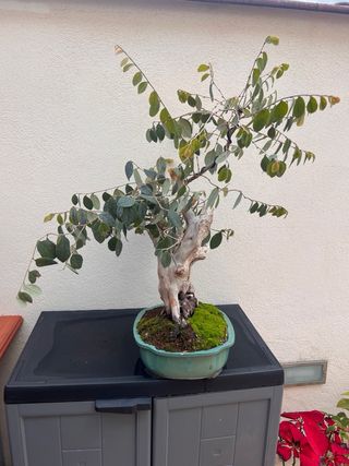 Loropetalum Bonsai