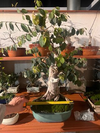 Loropetalum Bonsai