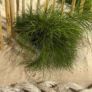 1.5 x 5 m Empalizada de Avellano para Jardín