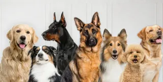 Paseo animales  Más info...