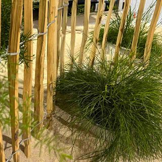 Valla Avellano Jardín 1x5m