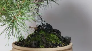 Bonsái Pino Silvestre