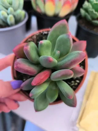 Suculentas y cactus